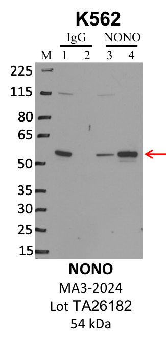 ThermoFisher_MA3-2024_TA26182_NONO.png<br>Caption: IP-WB analysis of K562 whole cell lysate using the NONO specific antibody, MA3-2024. Lanes 1 and 3 are 2.5% of five million whole cell lysate input. Lanes 2 and 4 are 50% of IP enrichment from five million whole cell lysate using normal IgG antibody and the NONO-specific antibody, MA3-2024. The same antibody was used to detect protein levels via Western blot. This antibody passes preliminary validation and will be further pursued for secondary validation. *NOTE* Protein sizes are taken from Genecards.org and are only estimates based on sequence. Actual protein size may differ based on protein characteristics and electrophoresis method used.