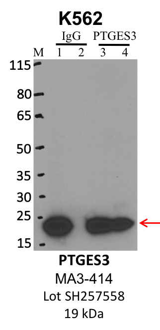 ThermoFisher_MA3-414_SH257558_PTGES3.png<br>Caption: IP-WB analysis of K562 whole cell lysate using the PTGES3 specific antibody, MA3-414. Lanes 1 and 3 are 2.5% of five million whole cell lysate input. Lanes 2 and 4 are 50% of IP enrichment from five million whole cell lysate using normal IgG antibody and the PTGES3-specific antibody, MA3-414. The same antibody was used to detect protein levels via Western blot. This antibody passes preliminary validation and will be further pursued for secondary validation. *NOTE* Protein sizes are taken from Genecards.org and are only estimates based on sequence. Actual protein size may differ based on protein characteristics and electrophoresis method used.