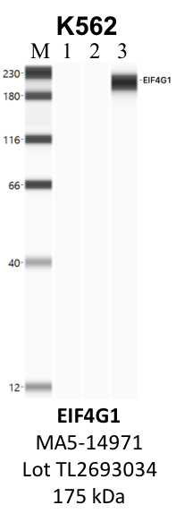 ThermoFisher_MA5-14971_TL2693034_EIF4G1.png<br>Caption: IP-WB analysis of K562 whole cell lysate using the EIF4G1 specific antibody, MA5-14971. Lane 1 is 2.5% of five million whole cell lysate input. Lanes 2 and 3 are 50% of IP enrichment from five million whole cell lysate using normal IgG antibody and the EIF4G1-specific antibody, MA5-14971. The same antibody was used to detect protein levels via Western blot. This antibody passes preliminary validation and will be further pursued for secondary validation. *NOTE* Protein sizes are taken from Genecards.org and are only estimates based on sequence. Actual protein size may differ based on protein characteristics and electrophoresis method used.