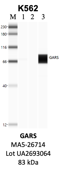 ThermoFisher_MA5-26714_UA2693064_GARS.png<br>Caption: IP-WB analysis of K562 whole cell lysate using the GARS specific antibody, MA5-26714. Lane 1 is 2.5% of five million whole cell lysate input. Lanes 2 and 3 are 50% of IP enrichment from five million whole cell lysate using normal IgG antibody and the GARS-specific antibody, MA5-26714. The same antibody was used to detect protein levels via Western blot. This antibody passes preliminary validation and will be further pursued for secondary validation. *NOTE* Protein sizes are taken from Genecards.org and are only estimates based on sequence. Actual protein size may differ based on protein characteristics and electrophoresis method used.