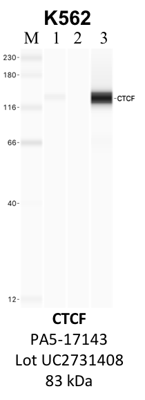 ThermoFisher_PA5-17143_UC2731408_CTCF.png<br>Caption: IP-WB analysis of K562 whole cell lysate using the CTCF specific antibody, PA5-17143. Lane 1 is 2.5% of five million whole cell lysate input. Lanes 2 and 3 are 50% of IP enrichment from five million whole cell lysate using normal IgG antibody and the CTCF-specific antibody, PA5-17143. The same antibody was used to detect protein levels via Western blot. This antibody passes preliminary validation and will be further pursued for secondary validation. *NOTE* Protein sizes are taken from Genecards.org and are only estimates based on sequence. Actual protein size may differ based on protein characteristics and electrophoresis method used.