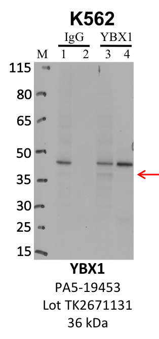 ThermoFisher_PA5-19453_TK2671131_YBX1.png<br>Caption: IP-WB analysis of K562 whole cell lysate using the YBX1 specific antibody, PA5-19453. Lanes 1 and 3 are 2.5% of five million whole cell lysate input. Lanes 2 and 4 are 50% of IP enrichment from five million whole cell lysate using normal IgG antibody and the YBX1-specific antibody, PA5-19453. The same antibody was used to detect protein levels via Western blot. This antibody passes preliminary validation and will be further pursued for secondary validation. *NOTE* Protein sizes are taken from Genecards.org and are only estimates based on sequence. Actual protein size may differ based on protein characteristics and electrophoresis method used.