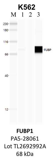 ThermoFisher_PA5-28061_TL2692992A_FUBP1.png<br>Caption: IP-WB analysis of K562 whole cell lysate using the FUBP1 specific antibody, PA5-28061. Lane 1 is 2.5% of five million whole cell lysate input. Lanes 2 and 3 are 50% of IP enrichment from five million whole cell lysate using normal IgG antibody and the FUBP1-specific antibody, PA5-28061. The same antibody was used to detect protein levels via Western blot. This antibody passes preliminary validation and will be further pursued for secondary validation. *NOTE* Protein sizes are taken from Genecards.org and are only estimates based on sequence. Actual protein size may differ based on protein characteristics and electrophoresis method used.