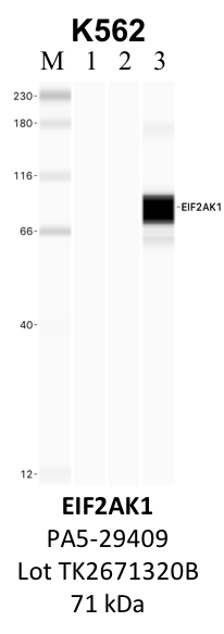 ThermoFisher_PA5-29409_TK2671320B_EIF2AK1.png<br>Caption: IP-WB analysis of whole cell lysate using the EIF2AK1 specific antibody, PA5-29409. Lanes 1 and 2 are 2.5% of five million whole cell lysate input and 50% of IP enrichment, respectively, using a normal IgG antibody. Lane 3 is 50% of IP enrichment from five million whole cell lysate using the EIF2AK1-specific antibody, PA5-29409. The same antibody was used to detect protein levels via Western blot. This antibody passes preliminary validation and will be further pursued for secondary validation. *NOTE* Protein sizes are taken from Genecards.org and are only estimates based on sequence. Actual protein size may differ based on protein characteristics and electrophoresis method used.