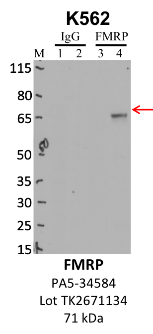 ThermoFisher_PA5-34584_TK2671134_FMRP.png<br>Caption: IP-WB analysis of K562 whole cell lysate using the FMR1 specific antibody, PA5-34584. Lanes 1 and 3 are 2.5% of five million whole cell lysate input. Lanes 2 and 4 are 50% of IP enrichment from five million whole cell lysate using normal IgG antibody and the FMR1-specific antibody, PA5-34584. The same antibody was used to detect protein levels via Western blot. This antibody passes preliminary validation and will be further pursued for secondary validation. *NOTE* Protein sizes are taken from Genecards.org and are only estimates based on sequence. Actual protein size may differ based on protein characteristics and electrophoresis method used.