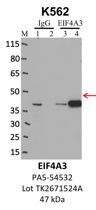 ThermoFisher_PA5-54532_TK2671524A_EIF4A3.png<br>Caption: IP-WB analysis of K562 whole cell lysate using the EIF4A3 specific antibody, PA5-54532. Lanes 1 and 3 are 2.5% of five million whole cell lysate input. Lanes 2 and 4 are 50% of IP enrichment from five million whole cell lysate using normal IgG antibody and the EIF4A3-specific antibody, PA5-54532. The same antibody was used to detect protein levels via Western blot. This antibody passes preliminary validation and will be further pursued for secondary validation. *NOTE* Protein sizes are taken from Genecards.org and are only estimates based on sequence. Actual protein size may differ based on protein characteristics and electrophoresis method used.