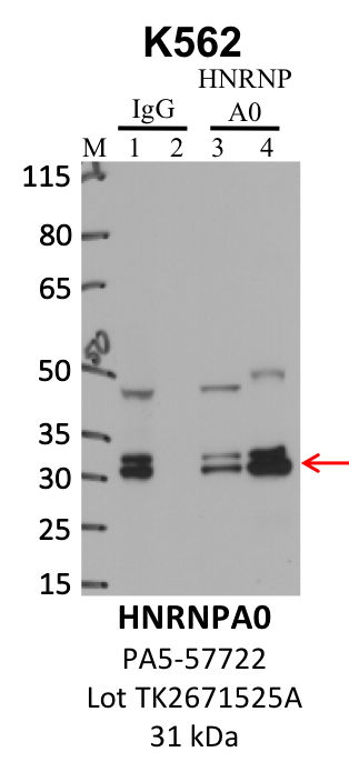 ThermoFisher_PA5-57722_TK2671525A_HNRNPA0.png<br>Caption: IP-WB analysis of K562 whole cell lysate using the HNRNPA0 specific antibody, PA5-57722. Lanes 1 and 3 are 2.5% of five million whole cell lysate input. Lanes 2 and 4 are 50% of IP enrichment from five million whole cell lysate using normal IgG antibody and the HNRNPA0-specific antibody, PA5-57722. The same antibody was used to detect protein levels via Western blot. This antibody passes preliminary validation and will be further pursued for secondary validation. *NOTE* Protein sizes are taken from Genecards.org and are only estimates based on sequence. Actual protein size may differ based on protein characteristics and electrophoresis method used.