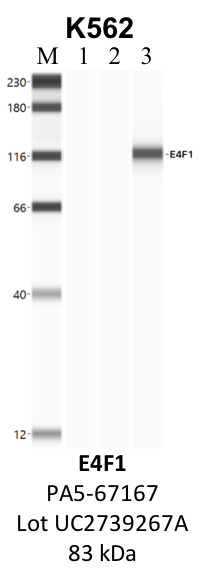 ThermoFisher_PA5-67167_UC2739267A_E4F1.png<br>Caption: IP-WB analysis of K562 whole cell lysate using the E4F1 specific antibody, PA5-67167. Lane 1 is 2.5% of five million whole cell lysate input. Lanes 2 and 3 are 50% of IP enrichment from five million whole cell lysate using normal IgG antibody and the E4F1-specific antibody, PA5-67167. The same antibody was used to detect protein levels via Western blot. This antibody passes preliminary validation and will be further pursued for secondary validation. *NOTE* Protein sizes are taken from Genecards.org and are only estimates based on sequence. Actual protein size may differ based on protein characteristics and electrophoresis method used.