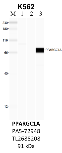 ThermoFisher_PA5-72948_TL2688208_PPARGC1A.png<br>Caption: IP-WB analysis of K562 whole cell lysate using the PPARGC1A specific antibody, PA5-72948. Lane 1 is 2.5% of five million whole cell lysate input. Lanes 2 and 3 are 50% of IP enrichment from five million whole cell lysate using normal IgG antibody and the PPARGC1A-specific antibody, PA5-72948. The same antibody was used to detect protein levels via Western blot. This antibody passes preliminary validation and will be further pursued for secondary validation. *NOTE* Protein sizes are taken from Genecards.org and are only estimates based on sequence. Actual protein size may differ based on protein characteristics and electrophoresis method used.