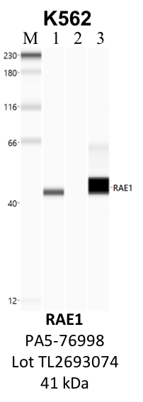 ThermoFisher_PA5-76998_TL2693074_RAE1.png<br>Caption: IP-WB analysis of K562 whole cell lysate using the RAE1 specific antibody, PA5-76998. Lane 1 is 2.5% of five million whole cell lysate input. Lanes 2 and 3 are 50% of IP enrichment from five million whole cell lysate using normal IgG antibody and the RAE1-specific antibody, PA5-76998. The same antibody was used to detect protein levels via Western blot. This antibody passes preliminary validation and will be further pursued for secondary validation. *NOTE* Protein sizes are taken from Genecards.org and are only estimates based on sequence. Actual protein size may differ based on protein characteristics and electrophoresis method used.