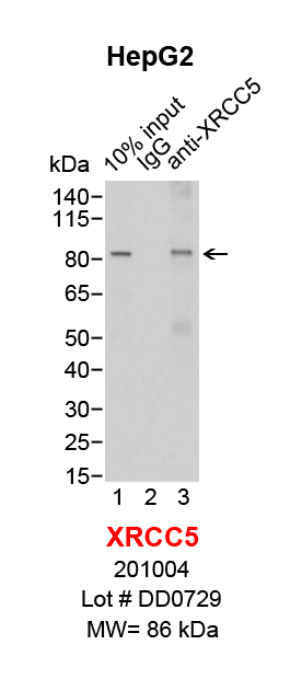 XRCC5_HepG2.png<br>Caption: IP-Western Blot analysis of HepG2 whole cell lysate using XRCC5 specific antibody. Lane 1 is 2% of ten million whole cell lysate input (lane under '10% input') , lane 2 is 20% of IP enrichment using mouse normal IgG (lane under 'IgG') and lane 3 is 20% IP enrichment using mouse monoclonal anti-XRCC5 antibody (lanes under 'anti-XRCC5').