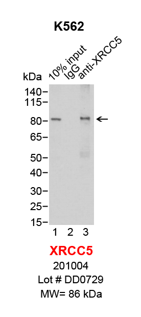 XRCC5_K562.png<br>Caption: IP-Western Blot analysis of K562 whole cell lysate using XRCC5 specific antibody. Lane 1 is 2% of ten million whole cell lysate input (lane under '10% input') , lane 2 is 20% of IP enrichment using mouse normal IgG (lane under 'IgG') and lane 3 is 20% IP enrichment using mouse monoclonal anti-XRCC5 antibody (lanes under 'anti-XRCC5').