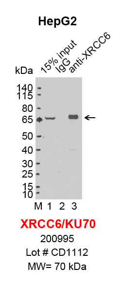 XRCC6_HepG2.png<br>Caption: IP-Western Blot analysis of HepG2 whole cell lysate using XRCC6 specific antibody. Lane 1 is 3% of ten million whole cell lysate input (lane under '15% input') , lane 2 is 20% of IP enrichment using mouse normal IgG (lane under 'IgG') and lane 3 is 20% IP enrichment using mouse monoclonal anti-XRCC6 antibody (lanes under 'anti-XRCC6').