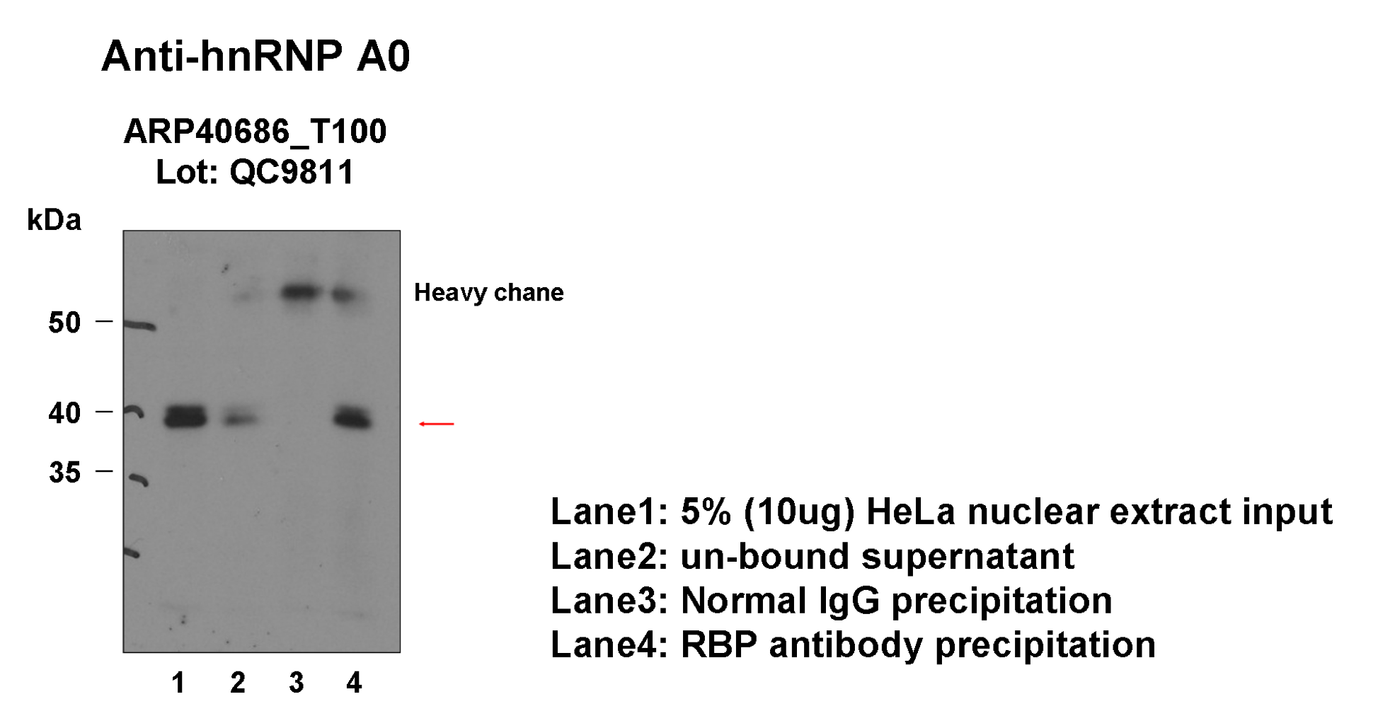 hnRNPA0_aviva_IP-WB_HeLa_Fu.png<br>Caption: Immunoprecipitation from HeLa whole cell lysate and analized by western blot analysis uisng rabbit polyclonal to HNRNPA0