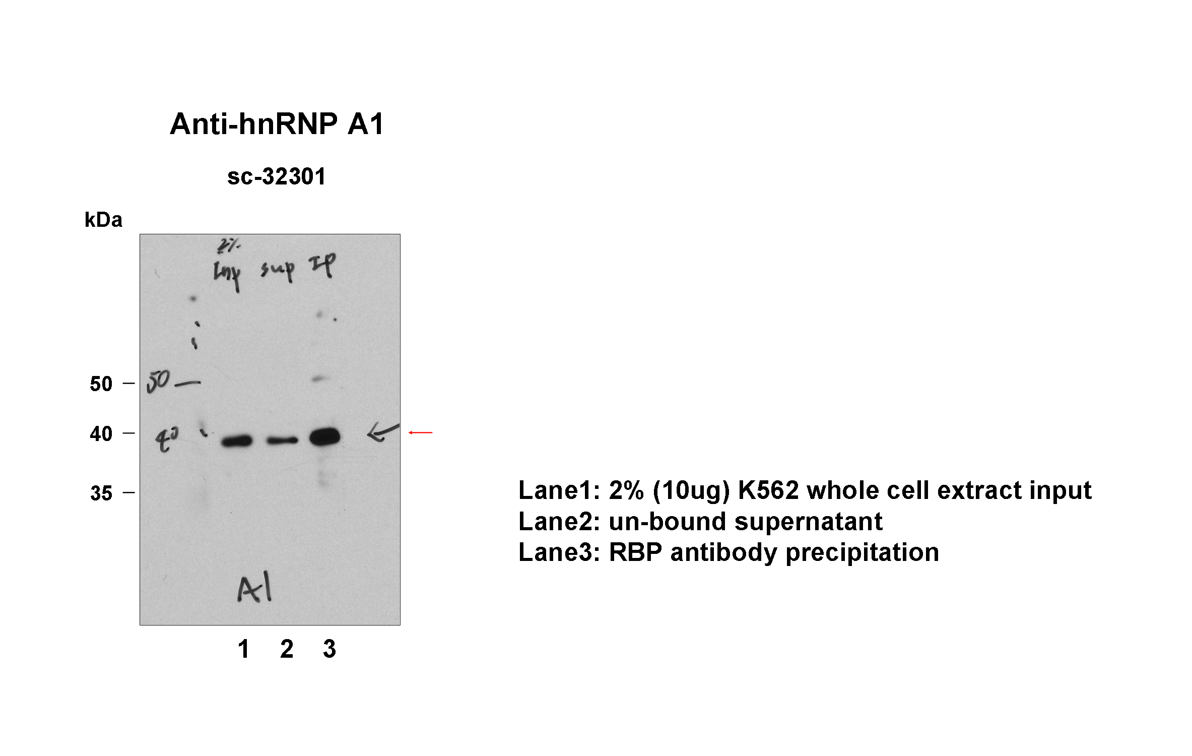 hnRNPA1_santacruz_IP-WB_K562_Fu.png<br>Caption: Immunoprecipitation from HeLa whole cell lysate and analized by western blot analysis uisng rabbit polyclonal to HNRNPA1