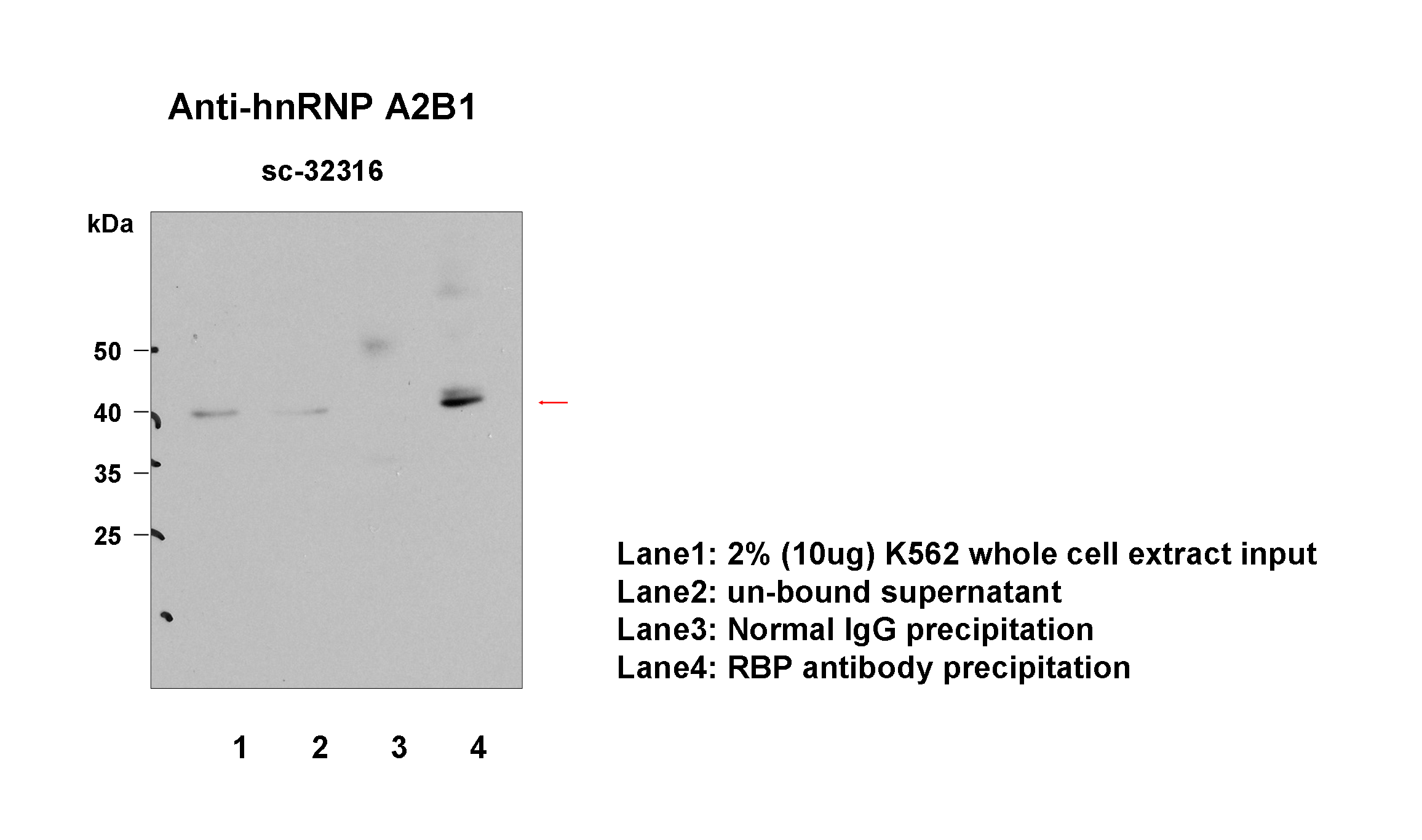 hnRNPA2B1_santacruz_IP-WB_K562_Fu.png<br>Caption: Immunoprecipitation from HeLa whole cell lysate and analized by western blot analysis uisng rabbit polyclonal to HNRNPA2B1