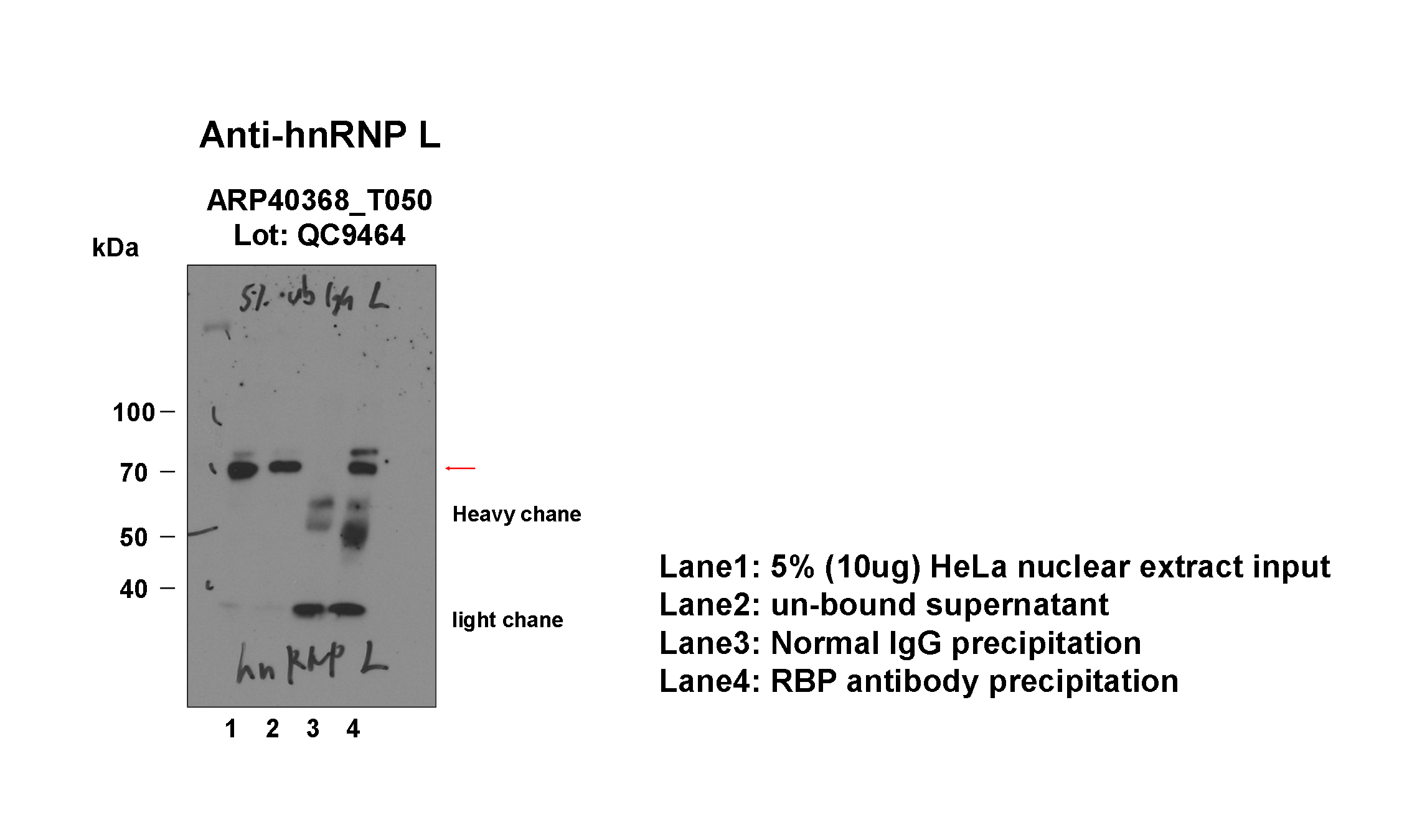 hnRNPL_aviva-3_IP-WB_HeLa_Fu.png<br>Caption: Immunoprecipitation from HeLa whole cell lysate and analized by western blot analysis uisng rabbit polyclonal to HNRNPL. Expected molecular weight: 64 kDa, 50 kDa