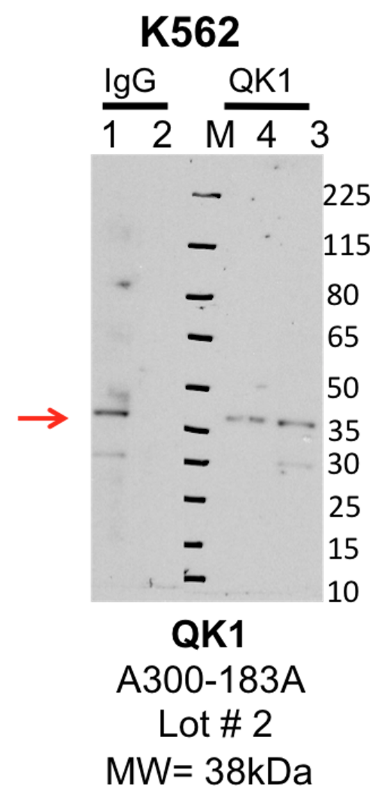 k562_bethyl_A300-183A_2_QK1.png<br>Caption: IP-Western Blot analysis of K562 whole cell lysate using QKI specific antibody. Lane 1 is 1% of twenty million whole cell lysate input and lane 2 is 10% of IP enrichment using rabbit normal IgG (lanes under 'IgG'). Lane 3 is 1% of twenty million whole cell lysate input and lane 4 is 10% IP enrichment using rabbit polyclonal anti-QKI antibody (lanes under 'QKI').