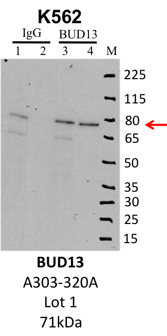 k562_bethyl_A303-320A_1_BUD13.png<br>Caption: IP-Western Blot analysis of K562 whole cell lysate using BUD13 specific antibody. Lane 1 is 1% of twenty million whole cell lysate input and lane 2 is 10% of IP enrichment using rabbit normal IgG (lanes under 'IgG'). Lane 3 is 1% of twenty million whole cell lysate input and lane 4 is 10% IP enrichment using rabbit polyclonal anti-BUD13 antibody (lanes under 'BUD13').