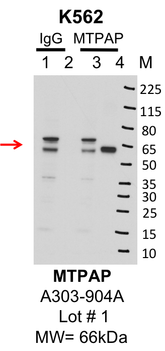 k562_bethyl_A303-904A_1_MTPAP.png<br>Caption: IP-Western Blot analysis of K562 whole cell lysate using MTPAP specific antibody. Lane 1 is 1% of twenty million whole cell lysate input and lane 2 is 25% of IP enrichment using rabbit normal IgG (lanes under 'IgG'). Lane 3 is 1% of twenty million whole cell lysate input and lane 4 is 10% IP enrichment using rabbit polyclonal anti-MTPAP antibody (lanes under 'MTPAP').