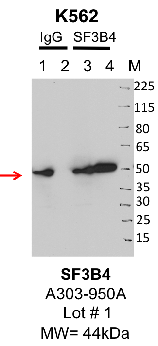 k562_bethyl_A303-950A_1_SF3B4.png<br>Caption: IP-Western Blot analysis of K562 whole cell lysate using SF3B4 specific antibody. Lane 1 is 1% of twenty million whole cell lysate input and lane 2 is 25% of IP enrichment using rabbit normal IgG (lanes under 'IgG'). Lane 3 is 1% of twenty million whole cell lysate input and lane 4 is 10% IP enrichment using rabbit polyclonal anti-SF3B4 antibody (lanes under 'SF3B4').